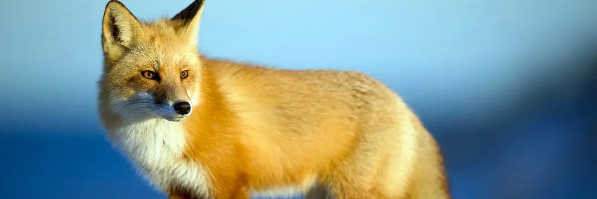 Harper Sanchez banner
