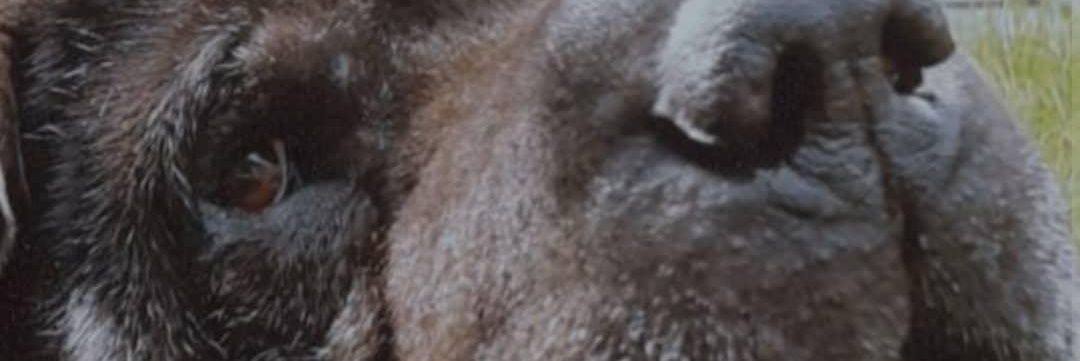 soylu⚡ banner