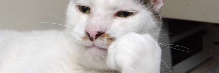 すきゃ猫 banner