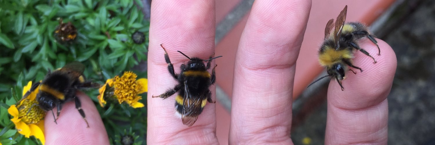 BeatsAndBees's profile banner image