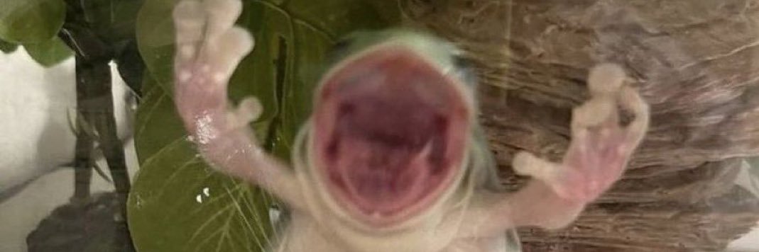 blyzzrdy's profile banner image