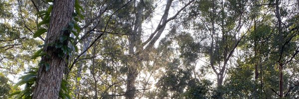 pandanus_petter Profile Banner