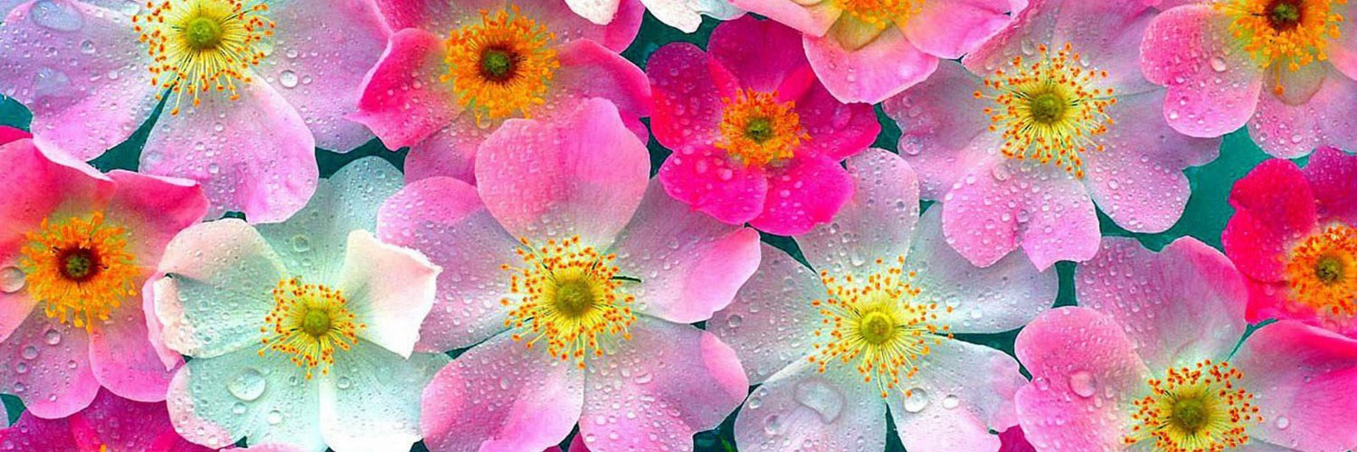 Anamika Thakur's banner