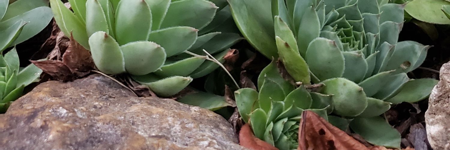 _L_EtgO's profile banner image