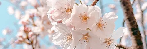 いろは🌸 banner
