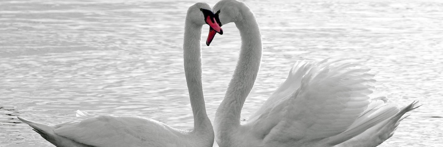 jerjigurl's profile banner image
