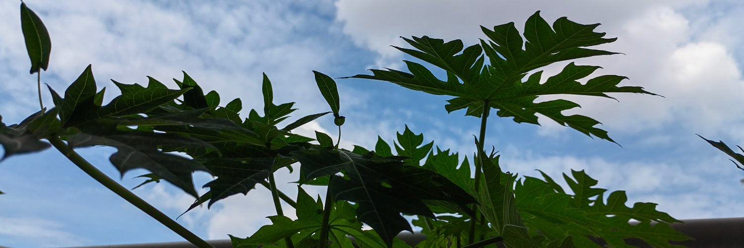 MyPuchong's profile banner image