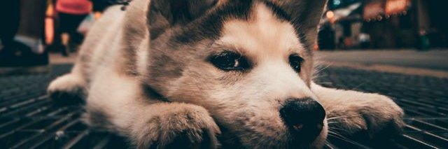 Dana Gomez (💙,🧡) banner
