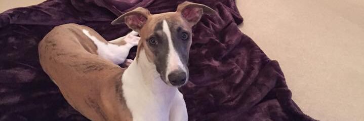 Beverley Corner banner