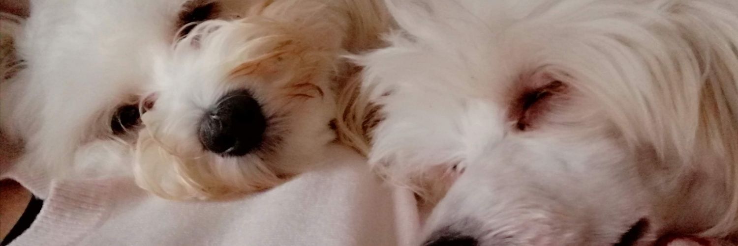 Cvrine 🇨🇵🇺🇦🇨🇵🇮🇱🇨🇵 LFI👹🐕😺♿️ banner