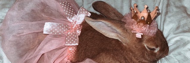 Renadii22's profile banner image