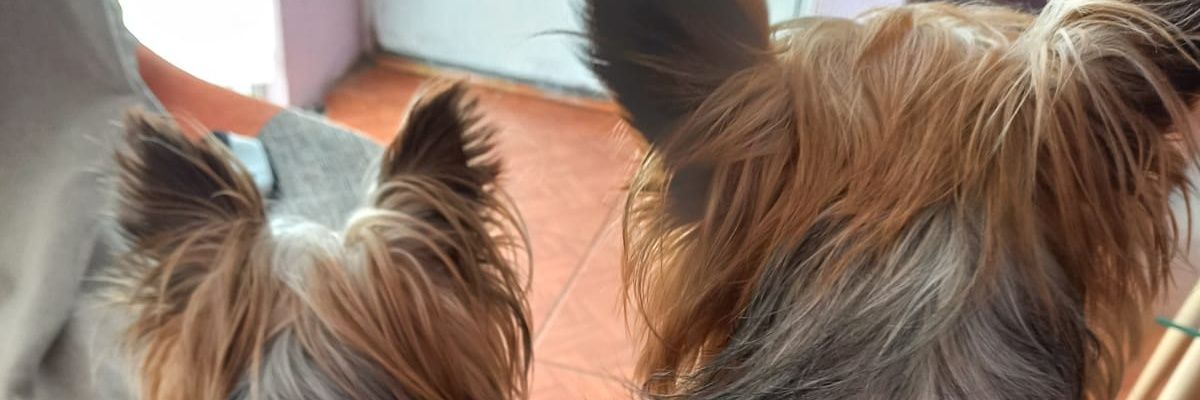 Pablooxox's profile banner image