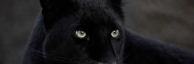 blackphanter04's profile banner image