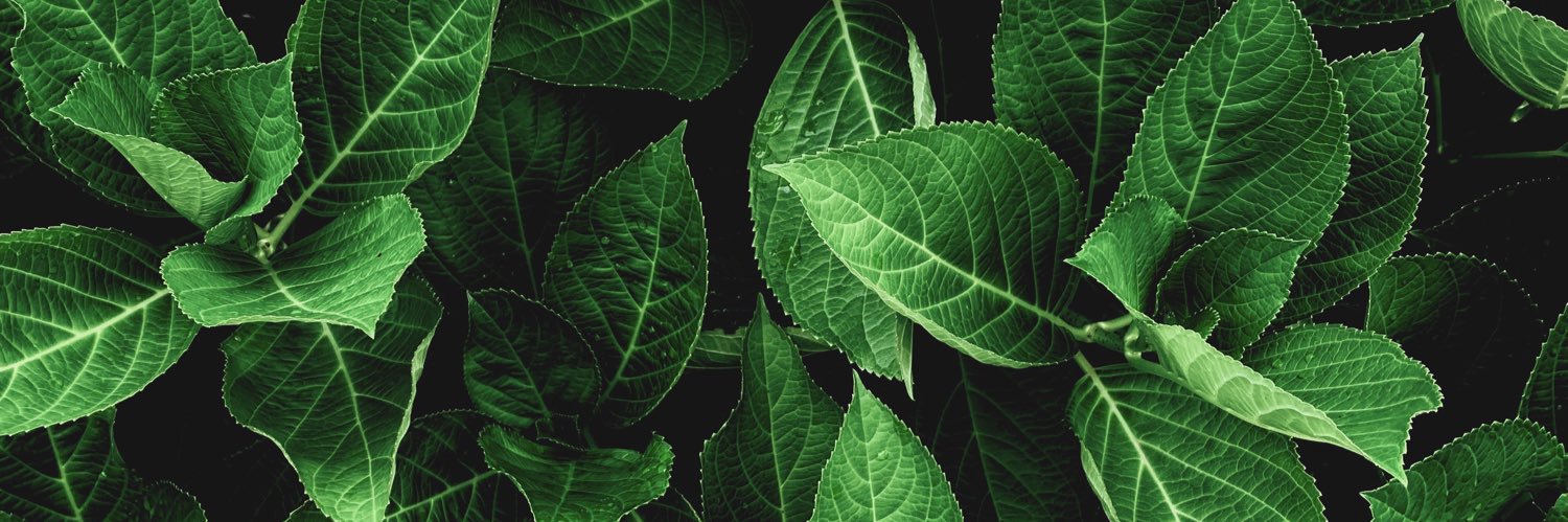kisstodee's profile banner image