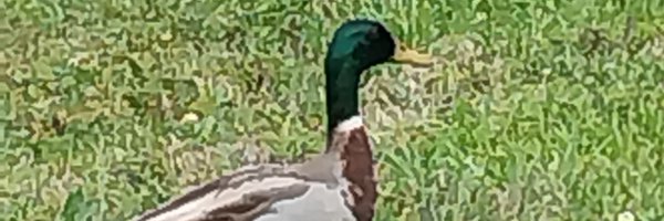 GeeseHerald Profile Banner