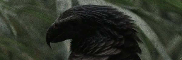 Demetrihalljr_ Profile Banner