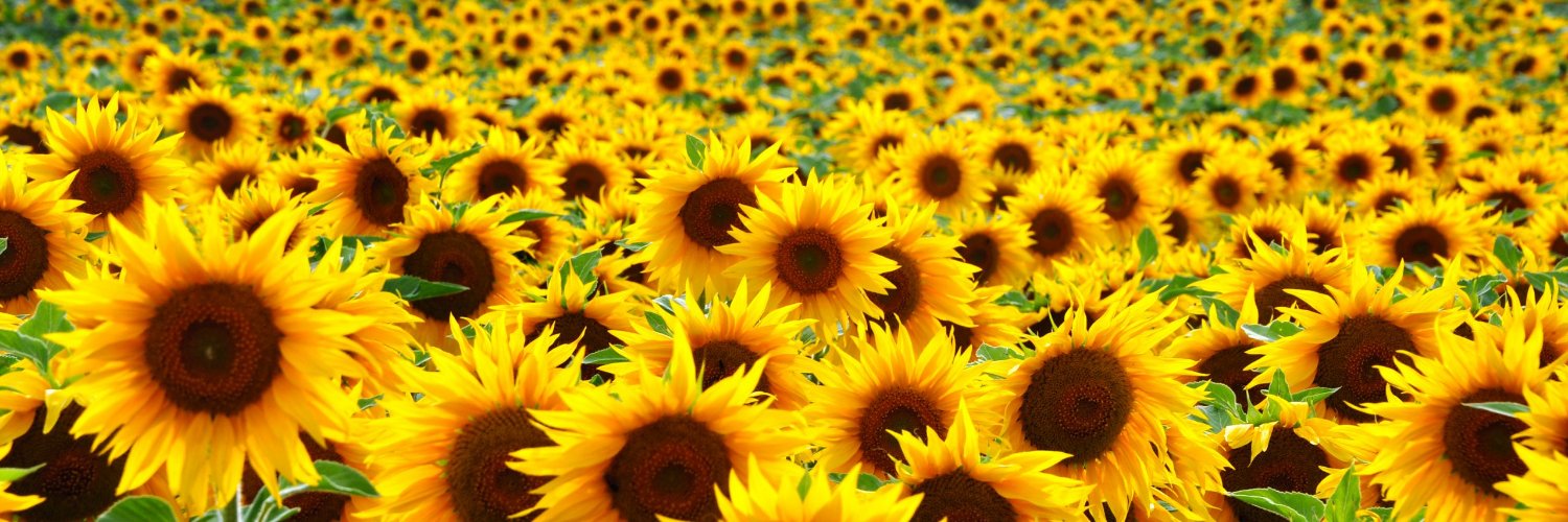 Joelle BouSaba banner