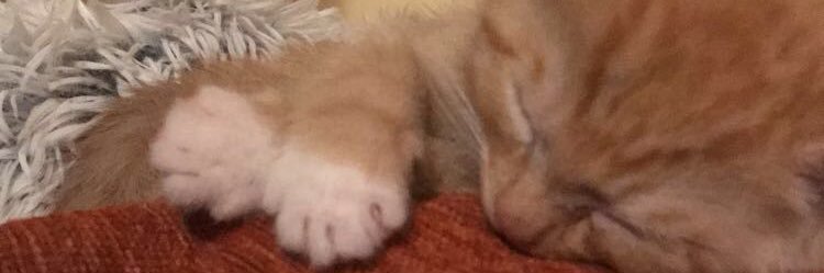 AledaCollins's profile banner image