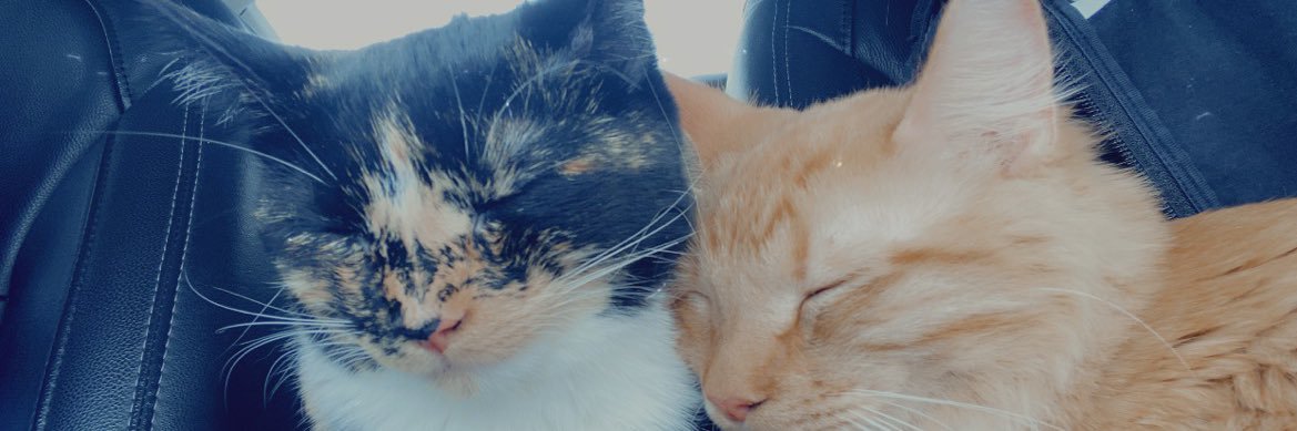 Jenny__Knight's profile banner image