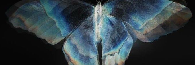 Gentlegize banner