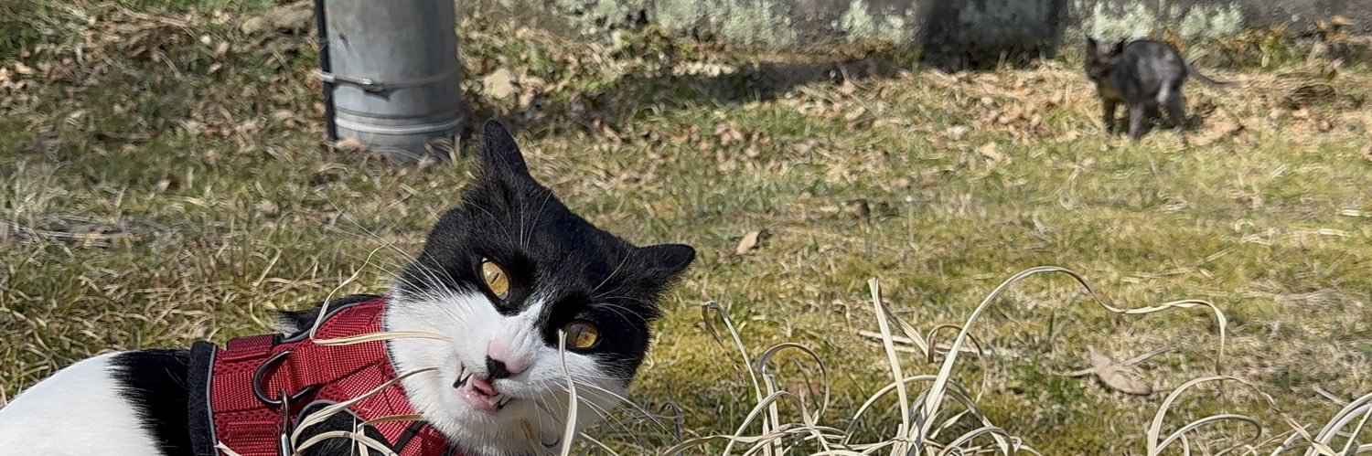 貂狐🥼🌱😺&🤝 banner