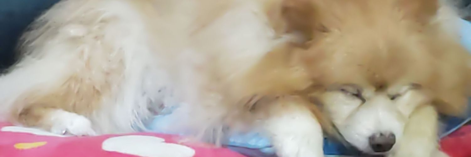 Go Saito🐕️🏠️🐕💨💨💨💨💩俺達の誇り谷直樹🥲金田王陛下はサイキョ🥰 banner