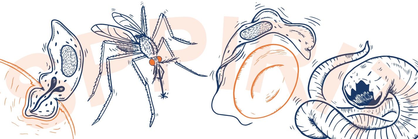 SPPIRIT Network banner