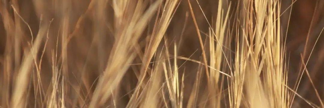 Varoon Galagali banner