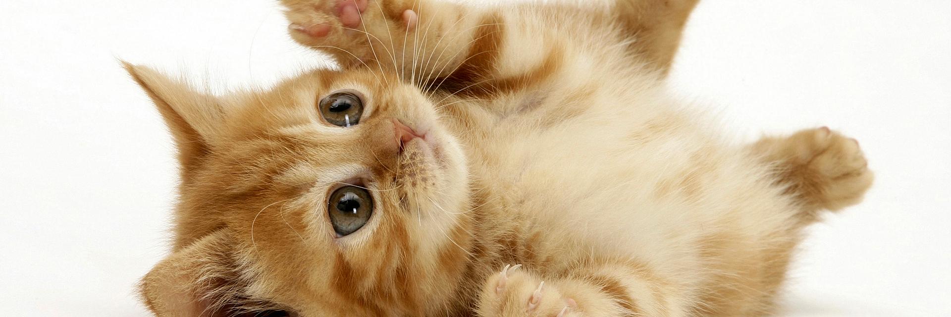AnimalsAWWW's profile banner image