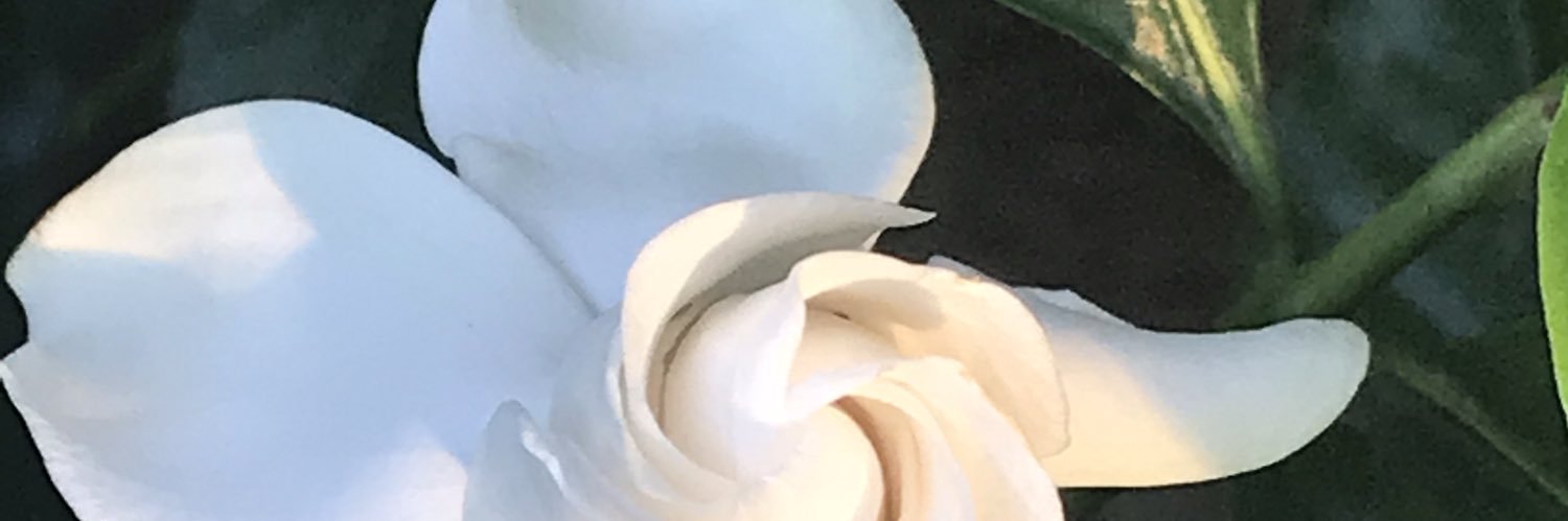 GracKldrn's profile banner image