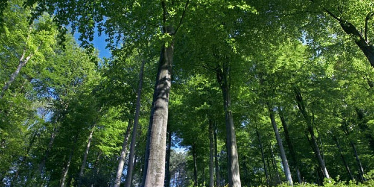 Forestbikes's profile banner image