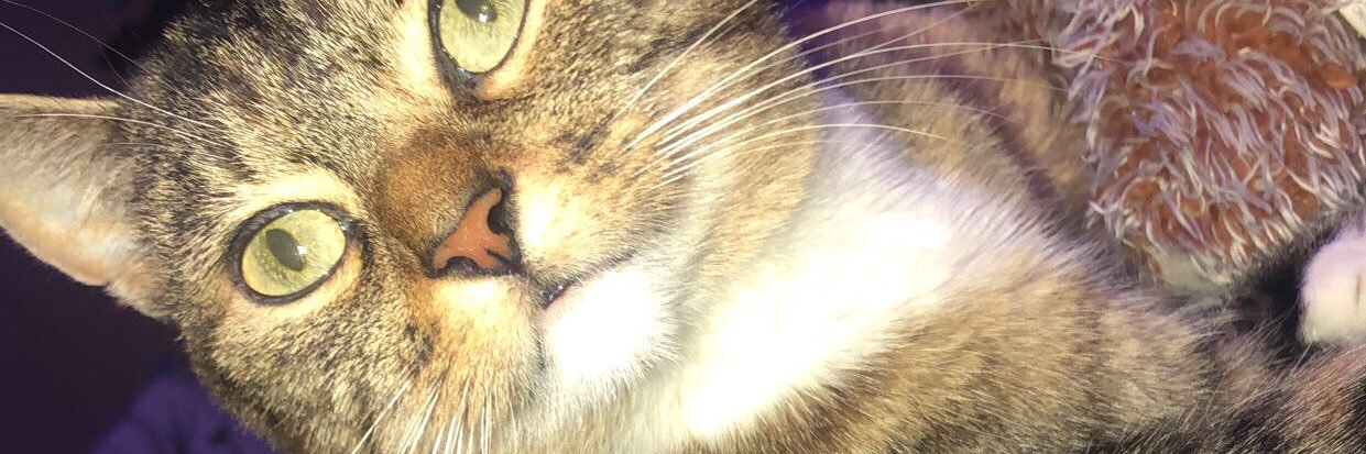 opal_pursell's profile banner image