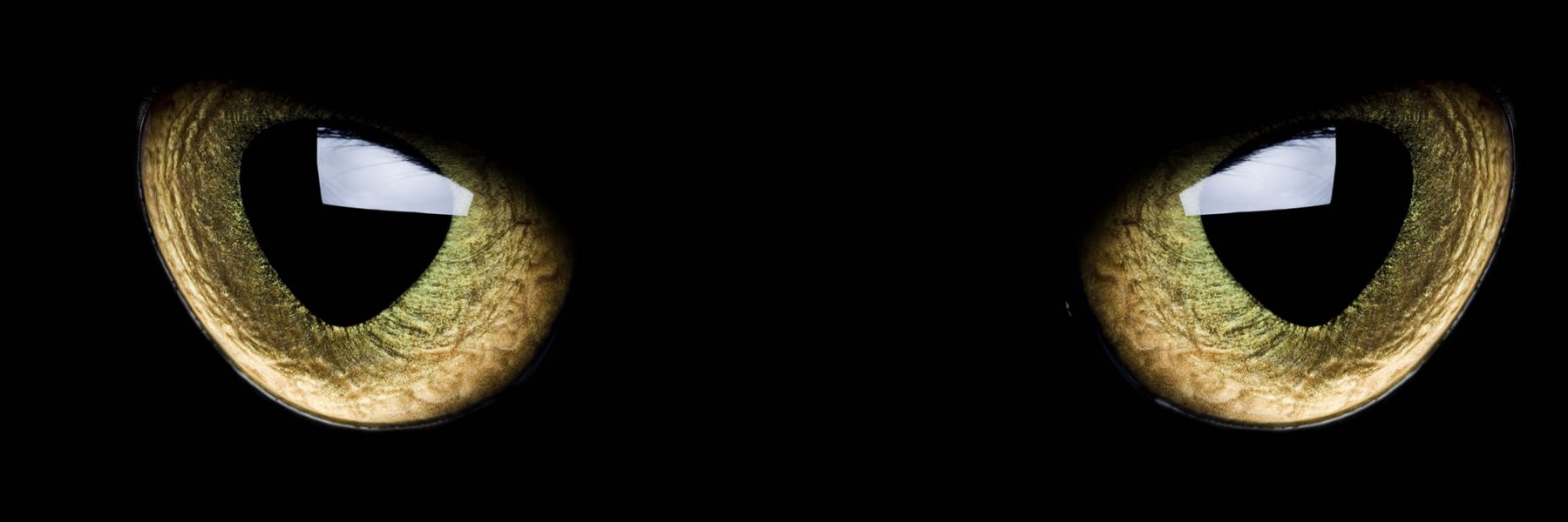 wickedvideo's profile banner image