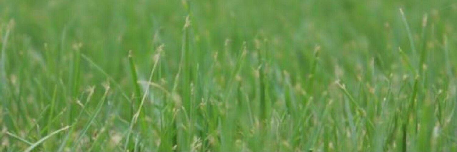 S banner