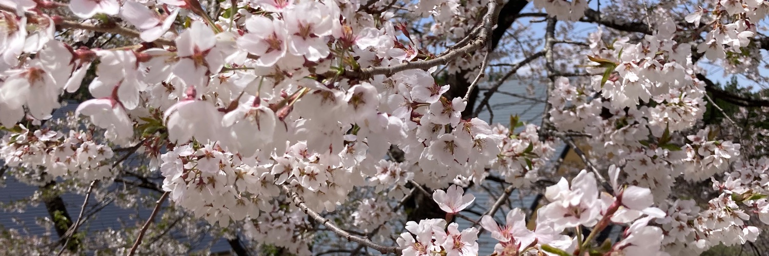 kitasatosigure's profile banner image