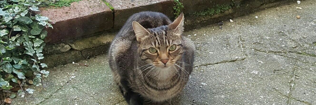 WayneLeeder V2 banner