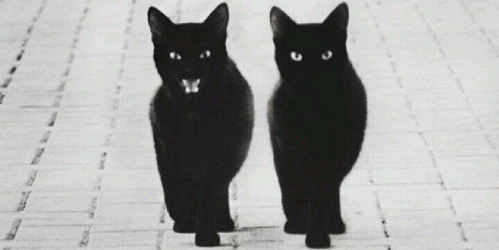 CaronParisCats's profile banner image