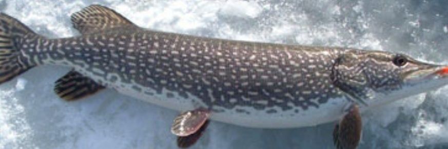 BJSfishing's profile banner image