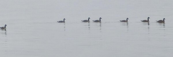 danchall Profile Banner