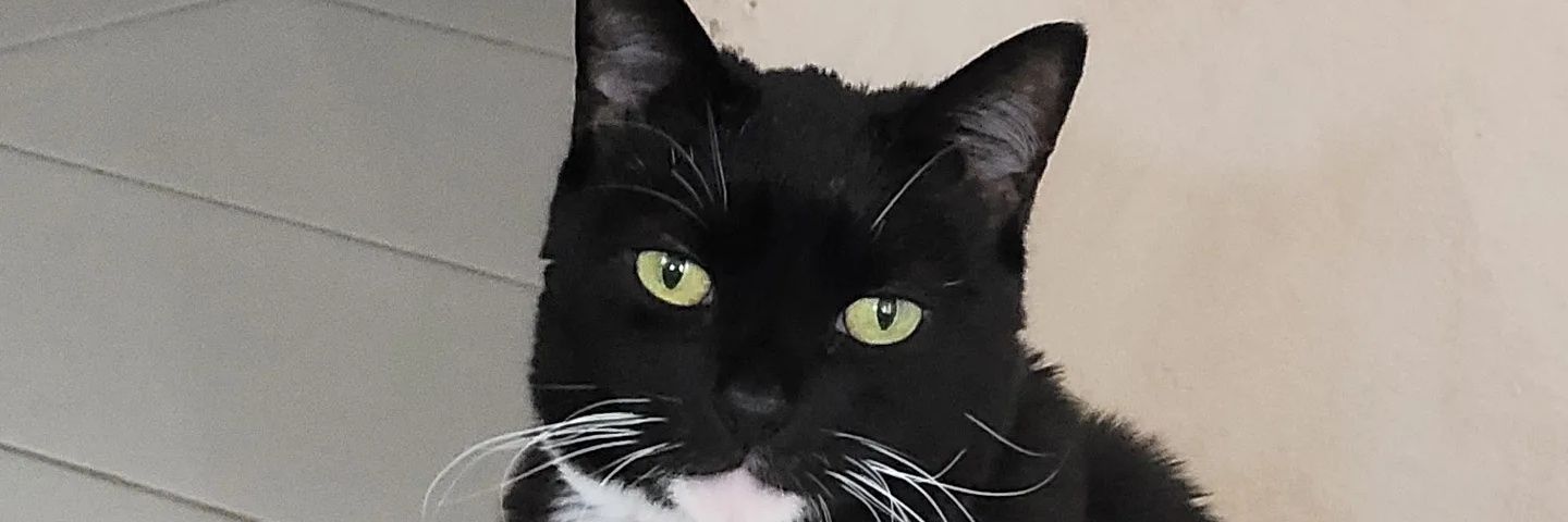 Wendypup2's profile banner image