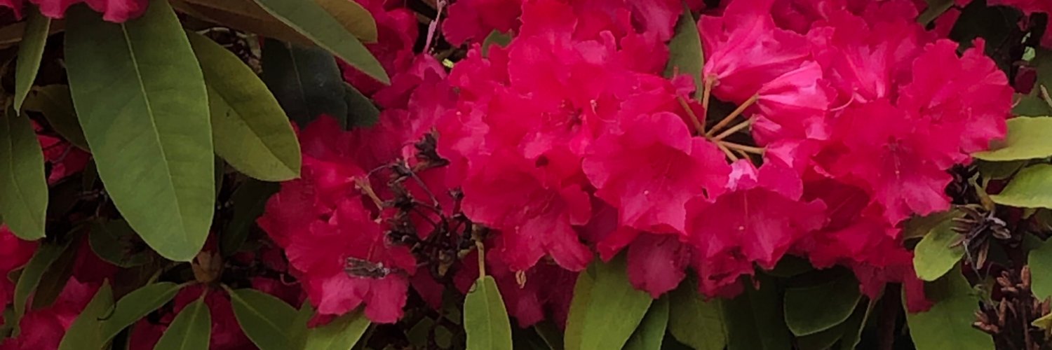 dallonwrites on bsky, instagram etc. banner