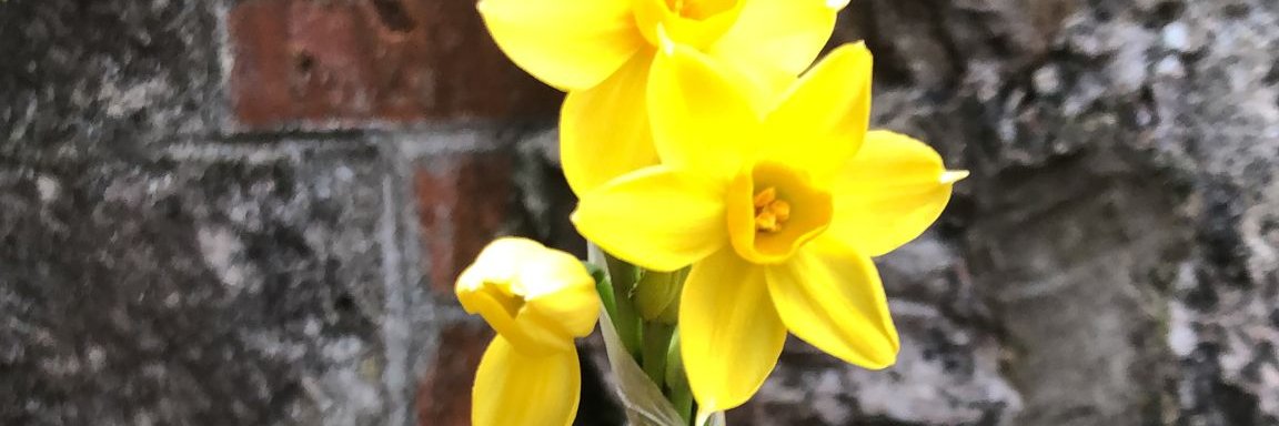 Abby Williams banner