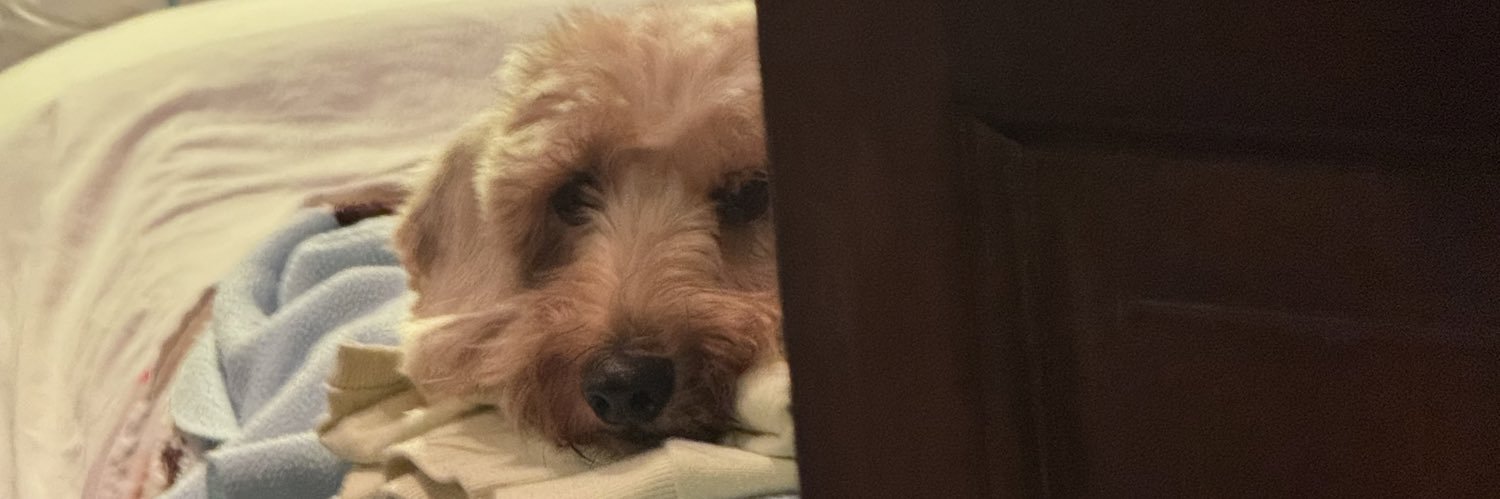Ailuu_idk's profile banner image