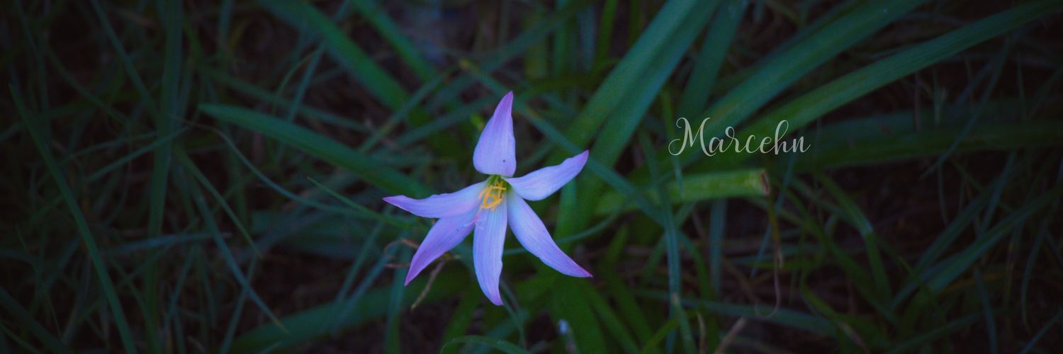 MarceLiconahn's profile banner image