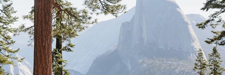 Nell Fry banner