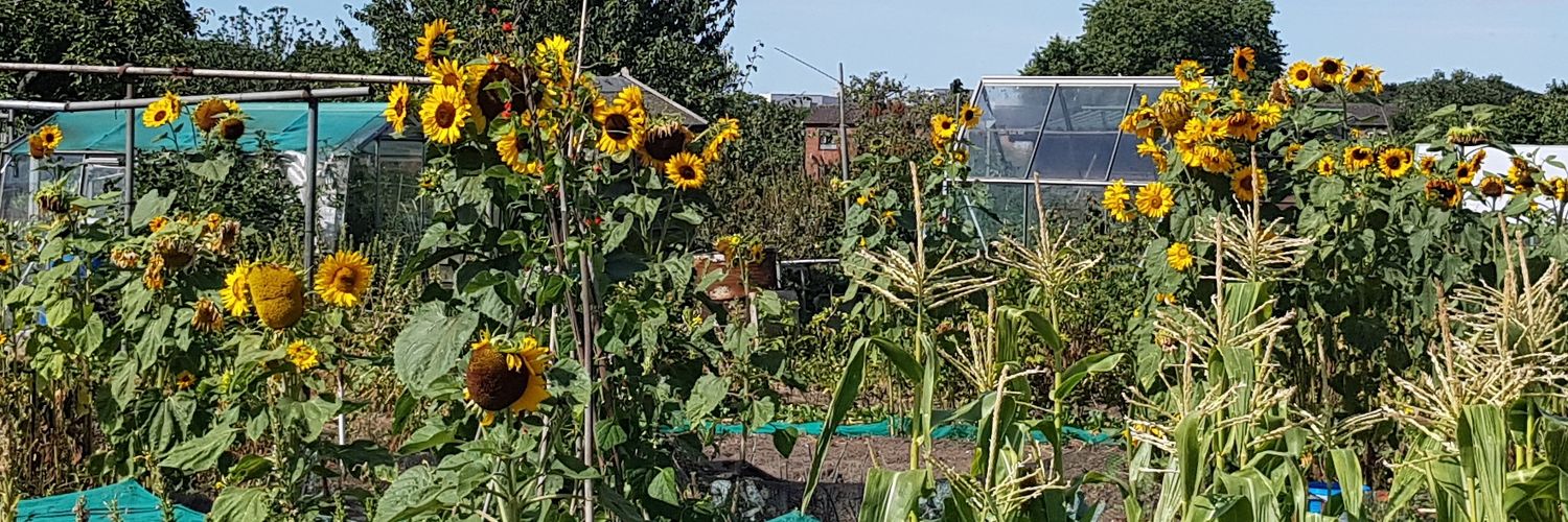 Sunflower Allotment Podcast 🌱 banner