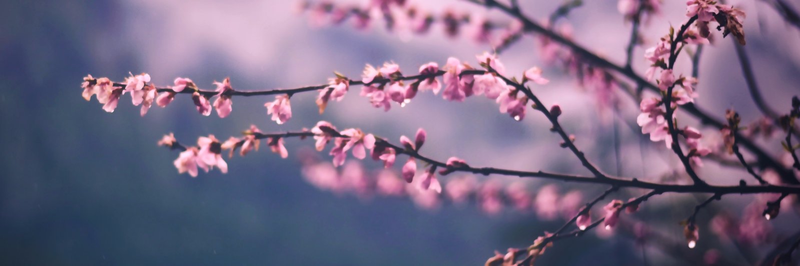 evajmah's profile banner image