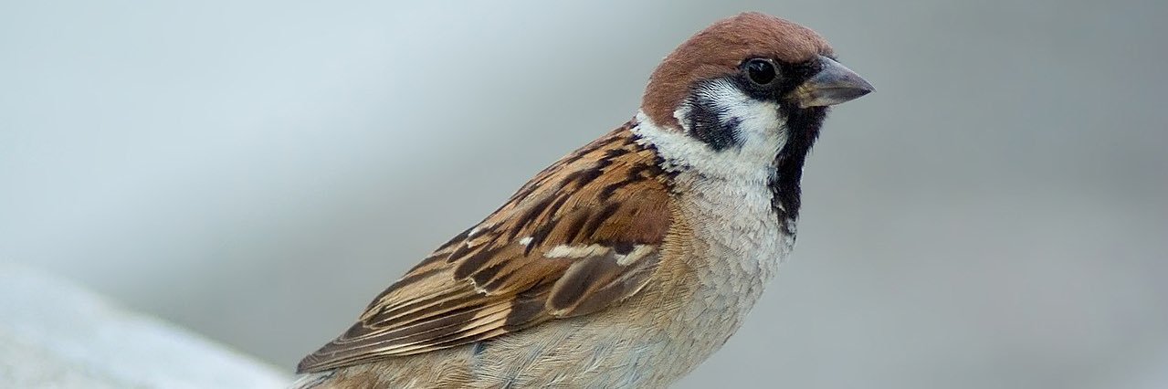 SIGNAL🔰BOSS banner