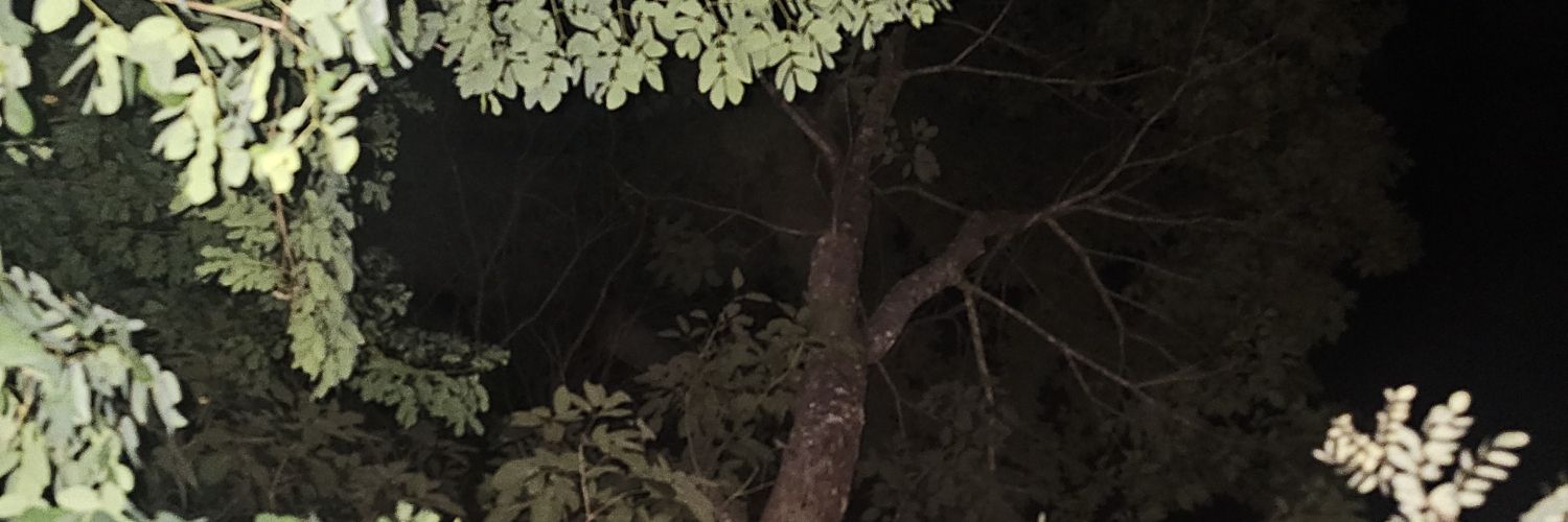 xeomlo's profile banner image