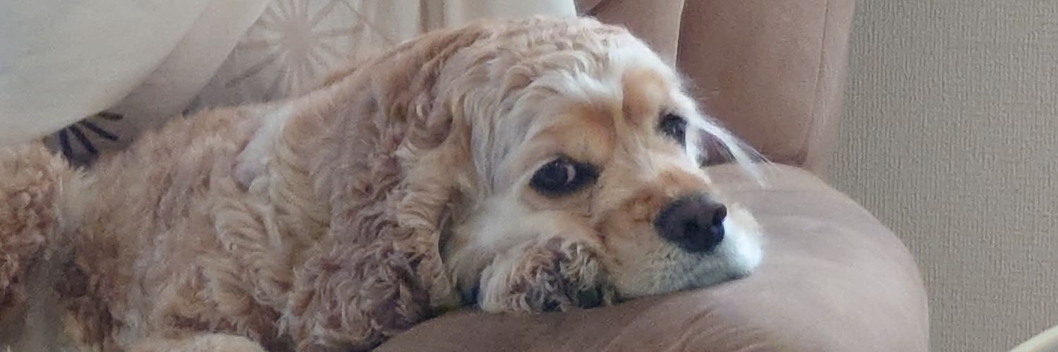 hara_guron's profile banner image